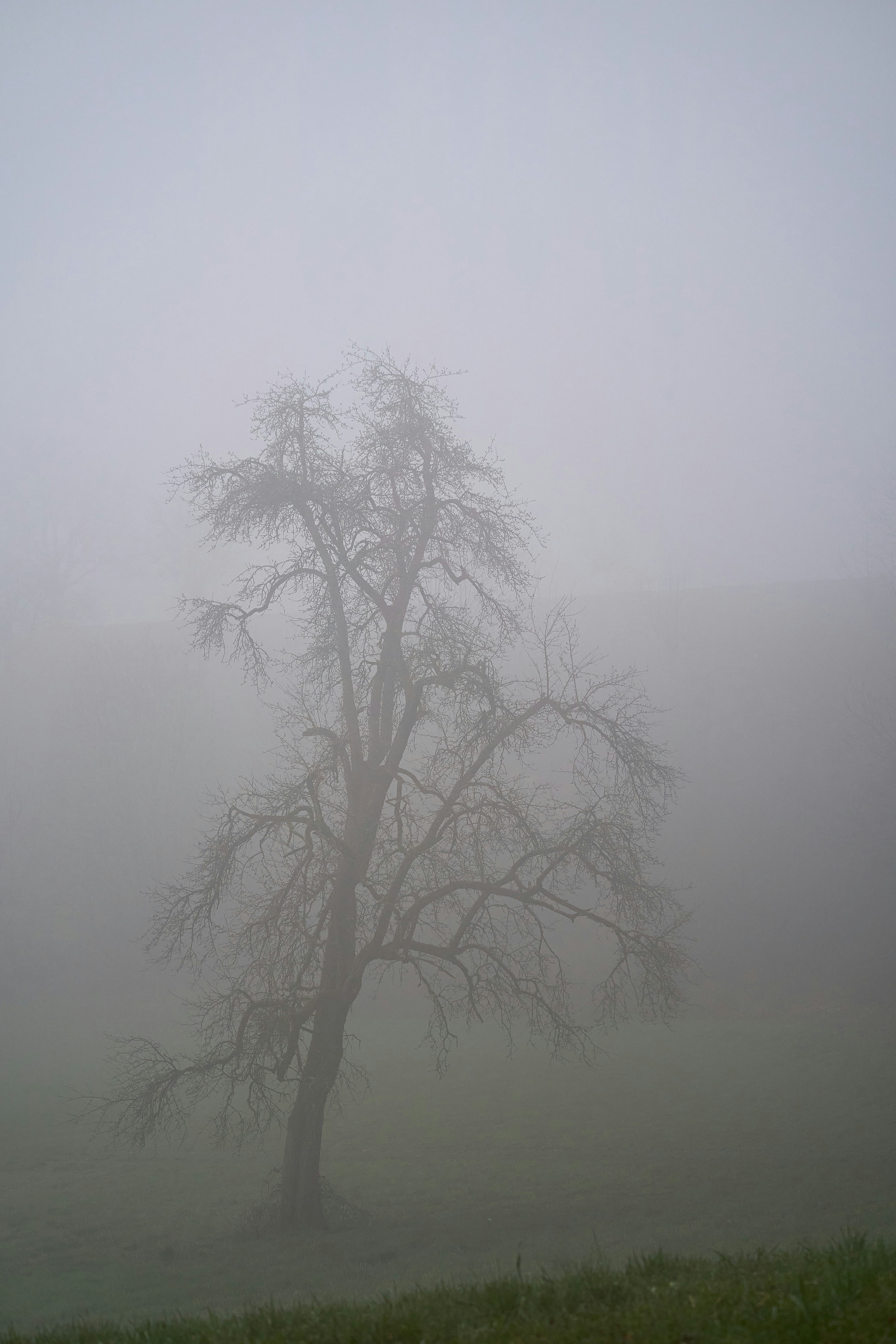 Photo by wolfgang_hasselmann