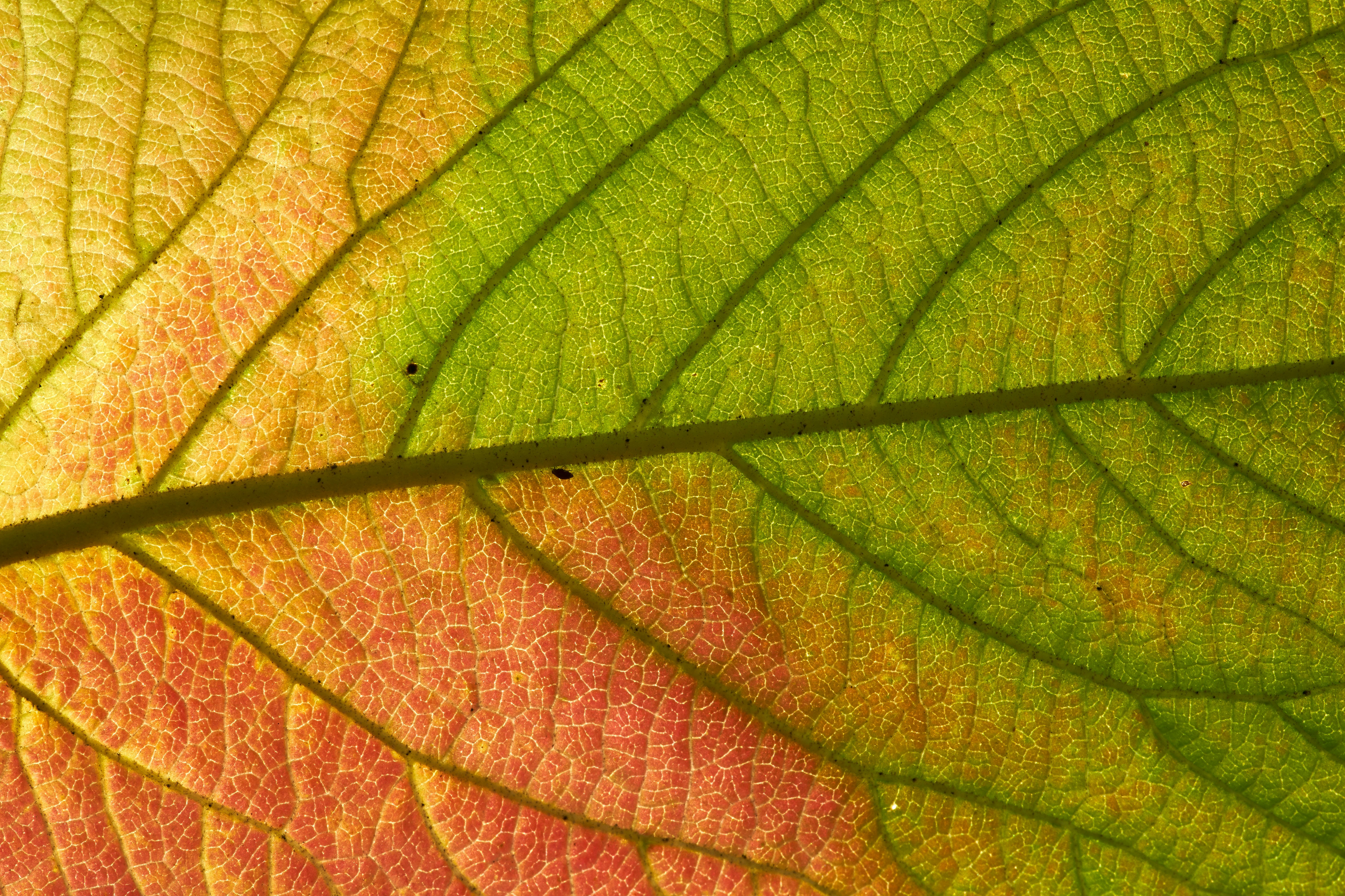 Photo by wolfgang_hasselmann