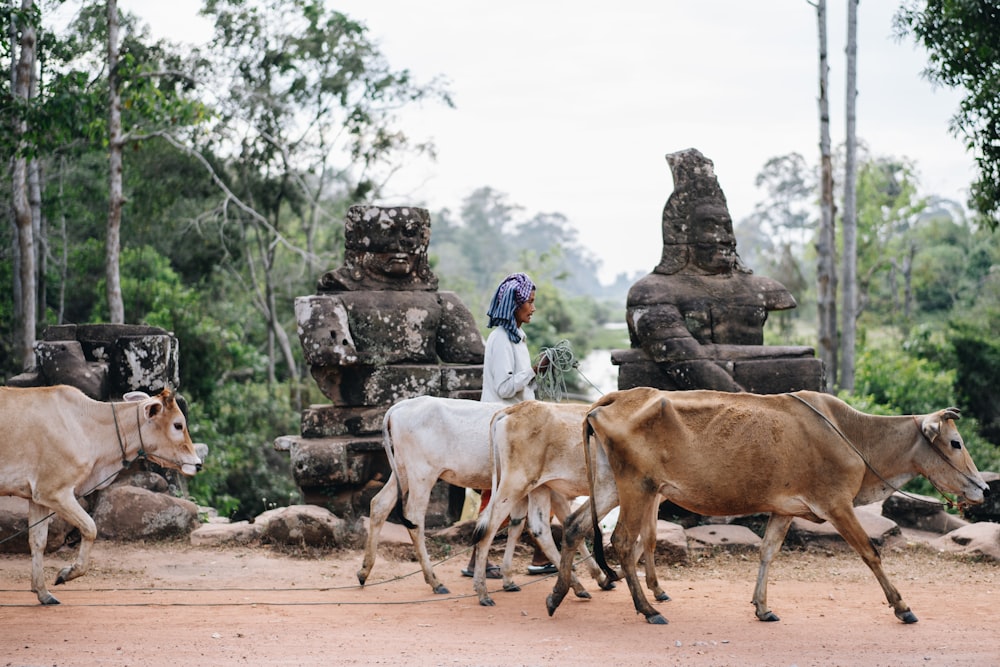 man in blue denim jacket standing beside white cow during daytime