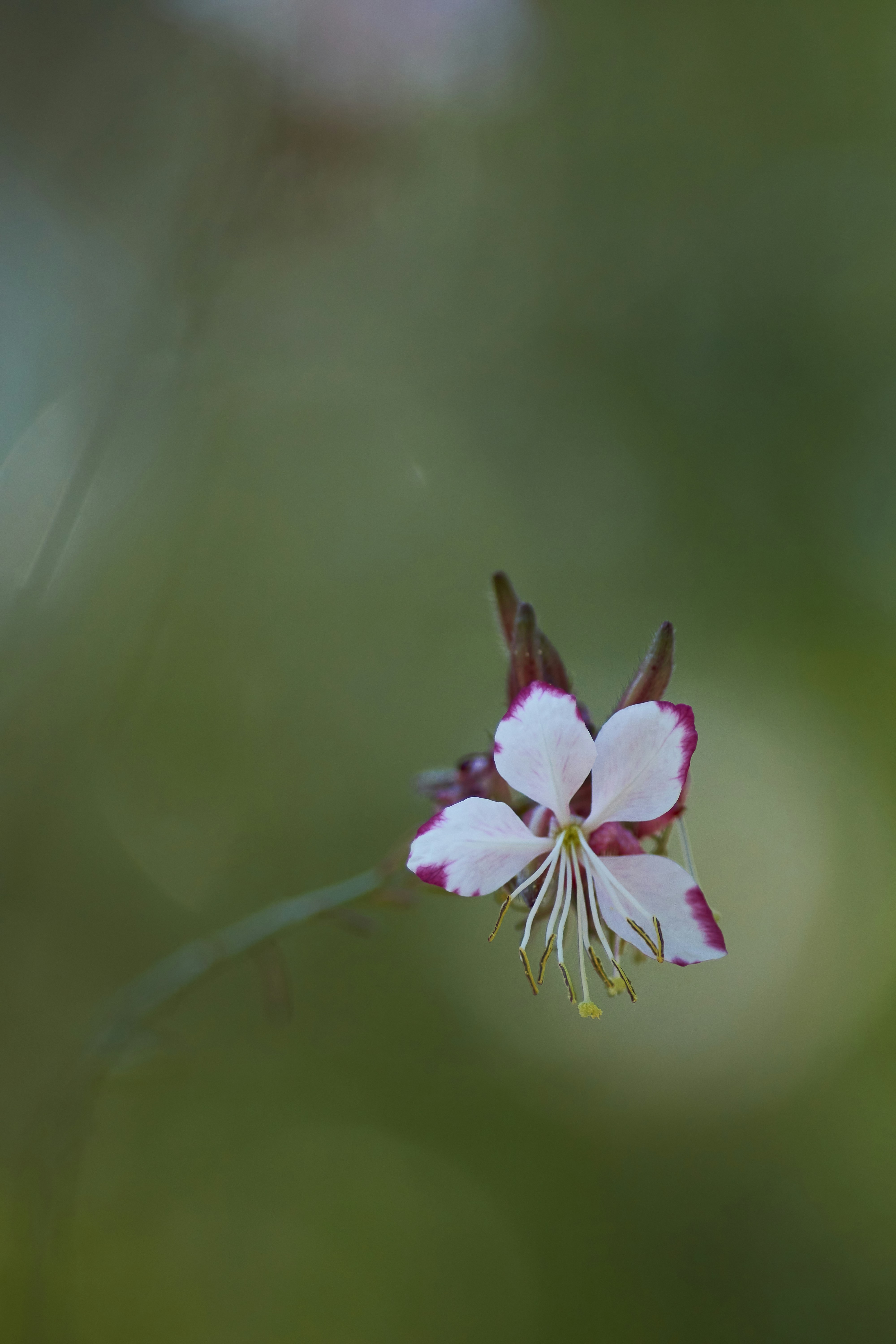 Photo by wolfgang_hasselmann