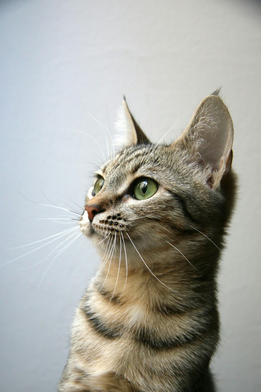 brown tabby cat on white surface