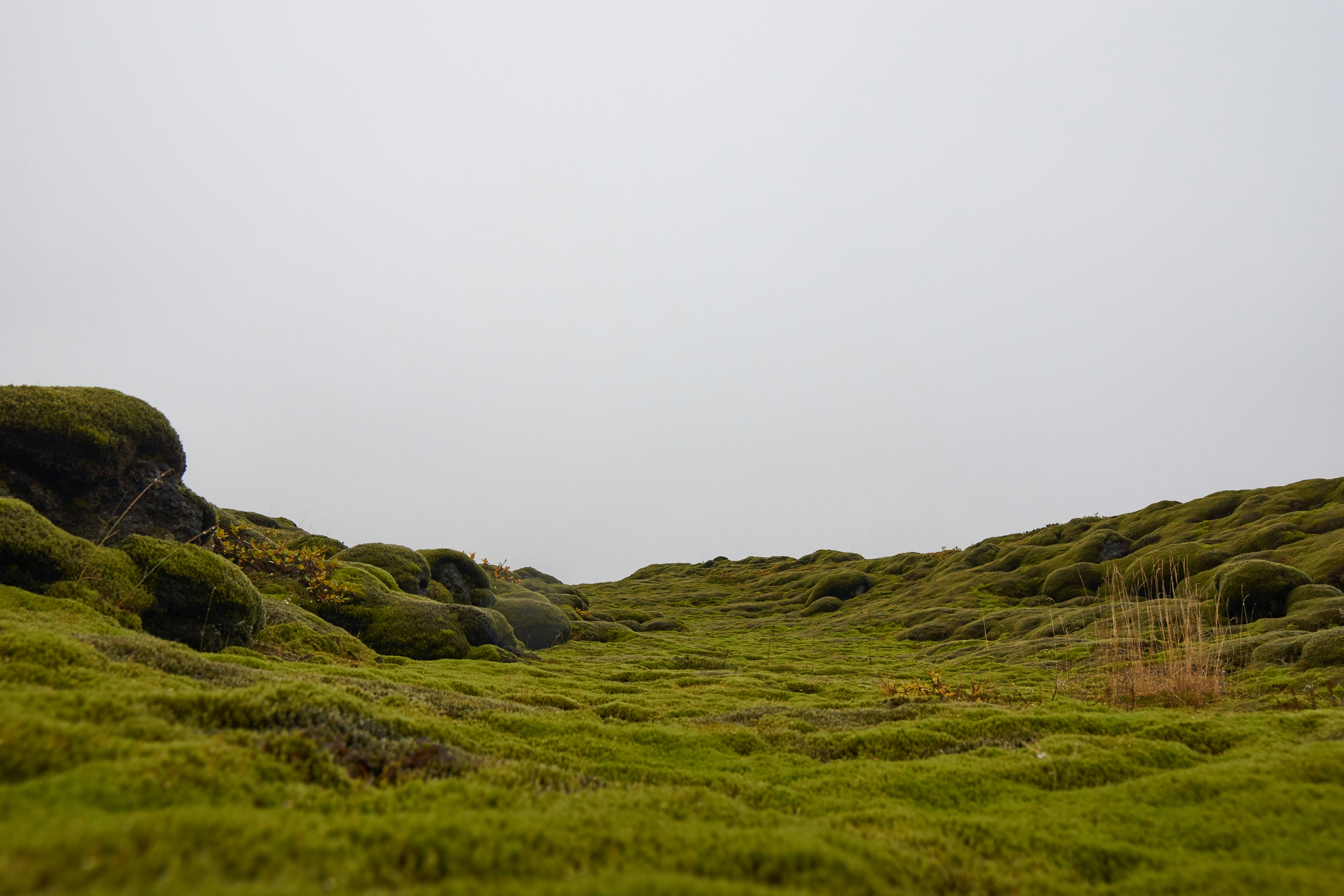 Photo by wolfgang_hasselmann