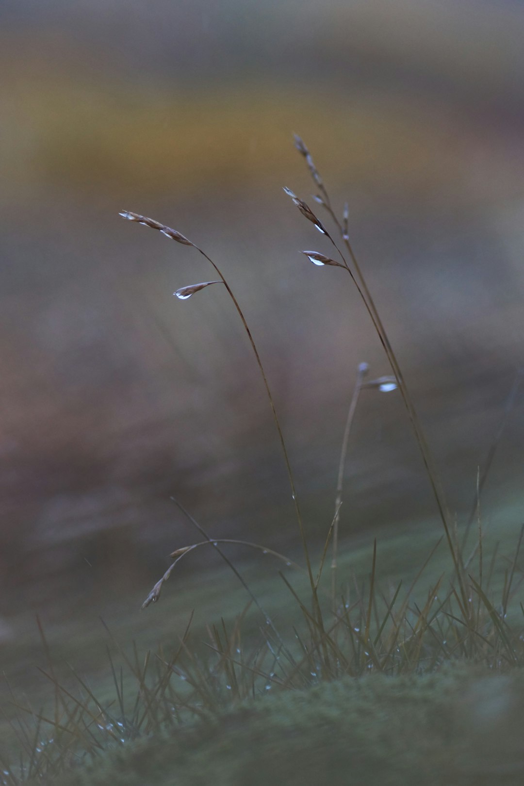 green grass in close up photography