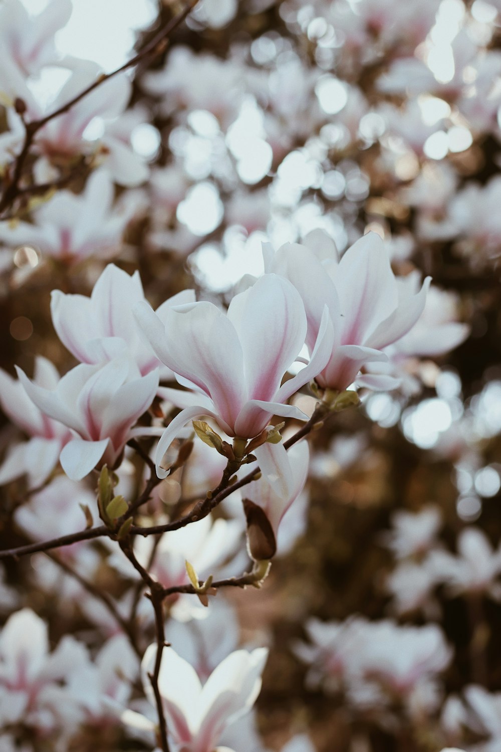 white and pink cherry blossom in close up photography