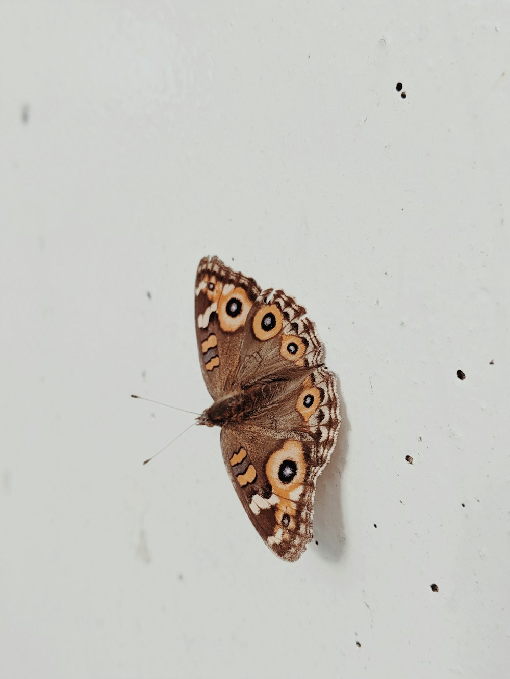 Mariposa marrón y negra sobre pared blanca