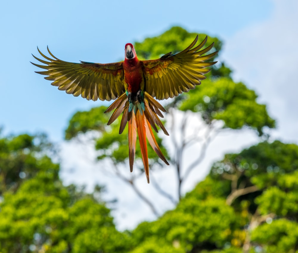 red yellow and green bird flying during daytime