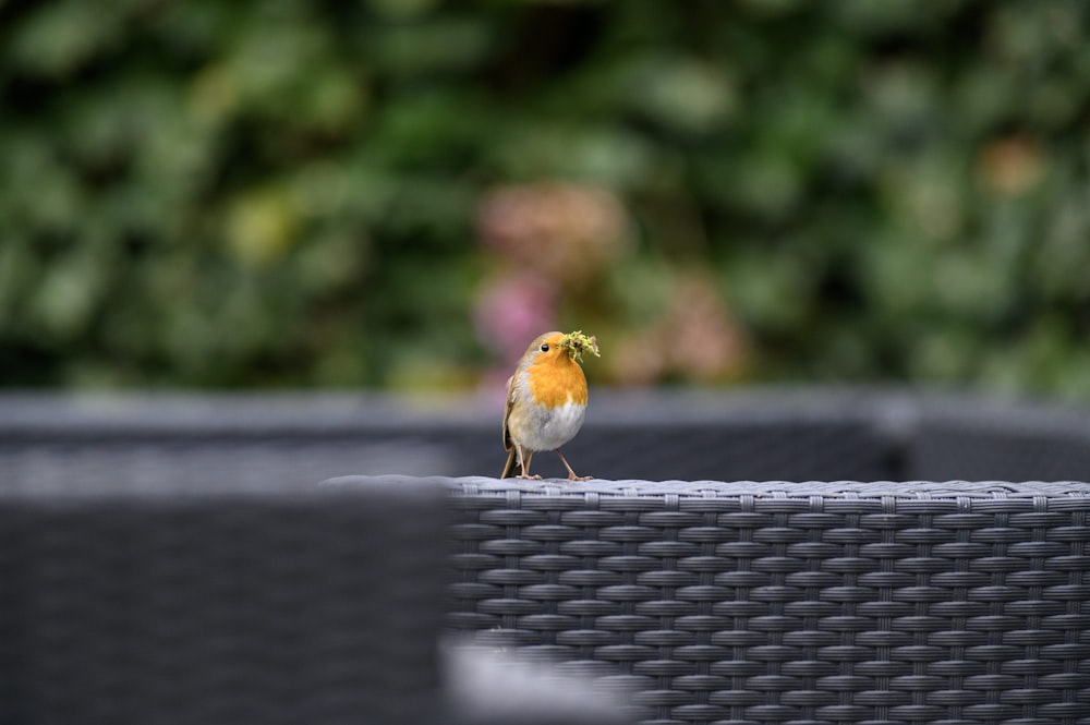 yellow and brown bird on black metal fence during daytime