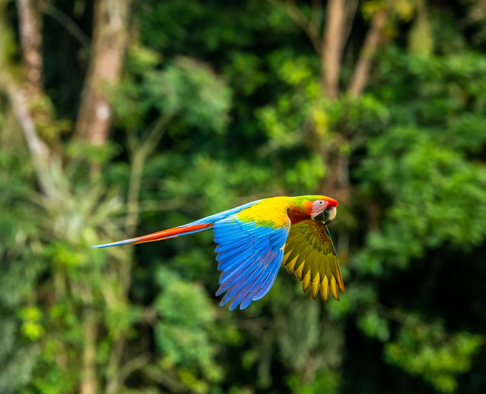 papagaio azul amarelo e vermelho