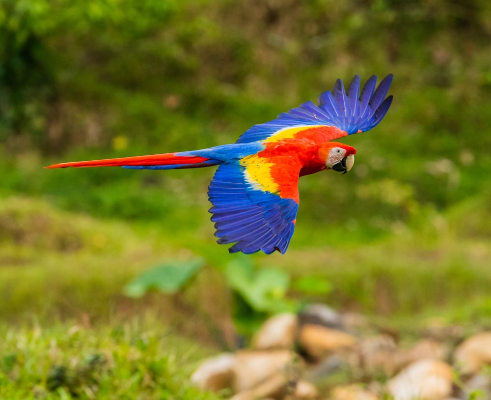 日中の茶色の木の枝に付いた青と赤のコンゴウインコ