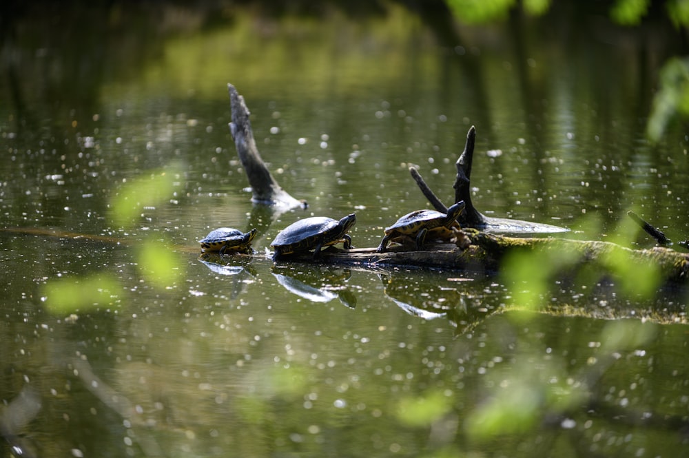 black and brown duck on water