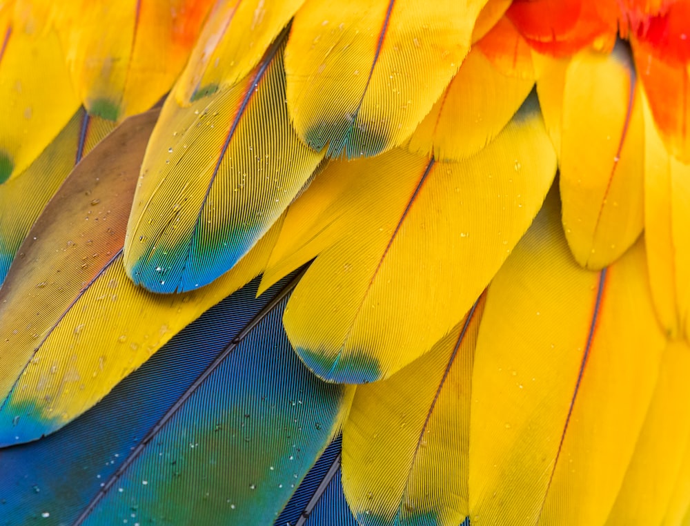 pássaros amarelos azuis e vermelhos da flor do paraíso