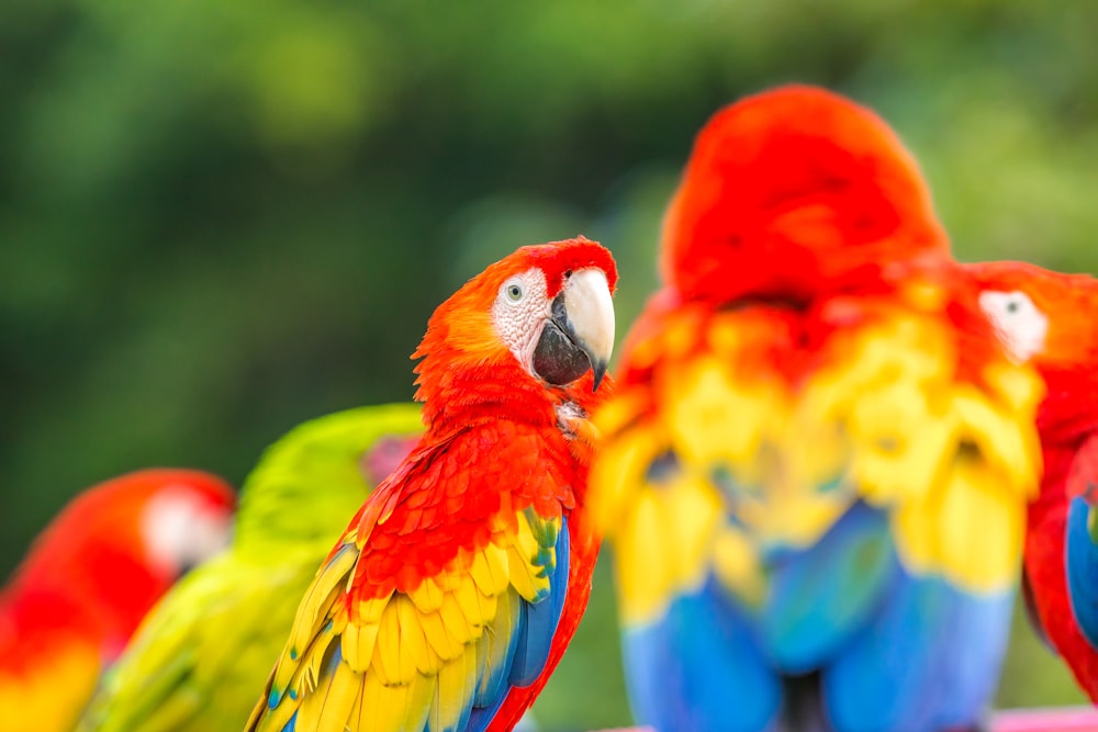 red yellow blue and green parrot