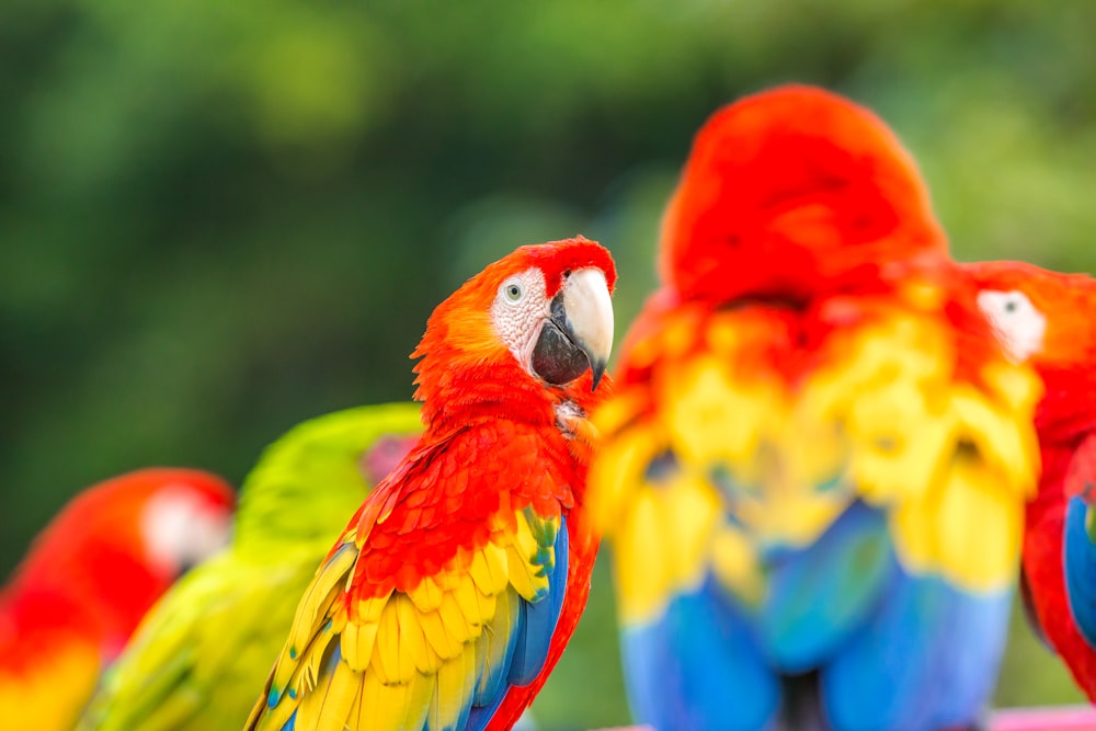 papagaio azul e verde amarelo vermelho