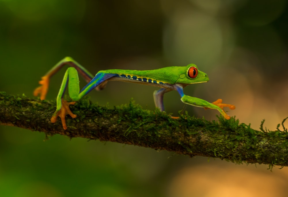 green frog on brown tree branch