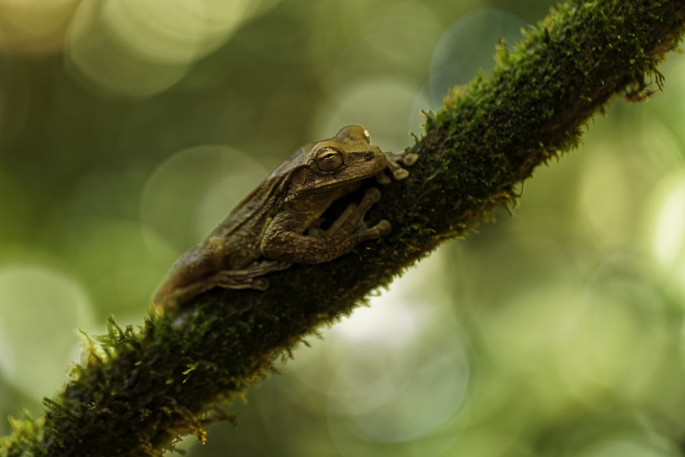 brown frog on brown tree branch