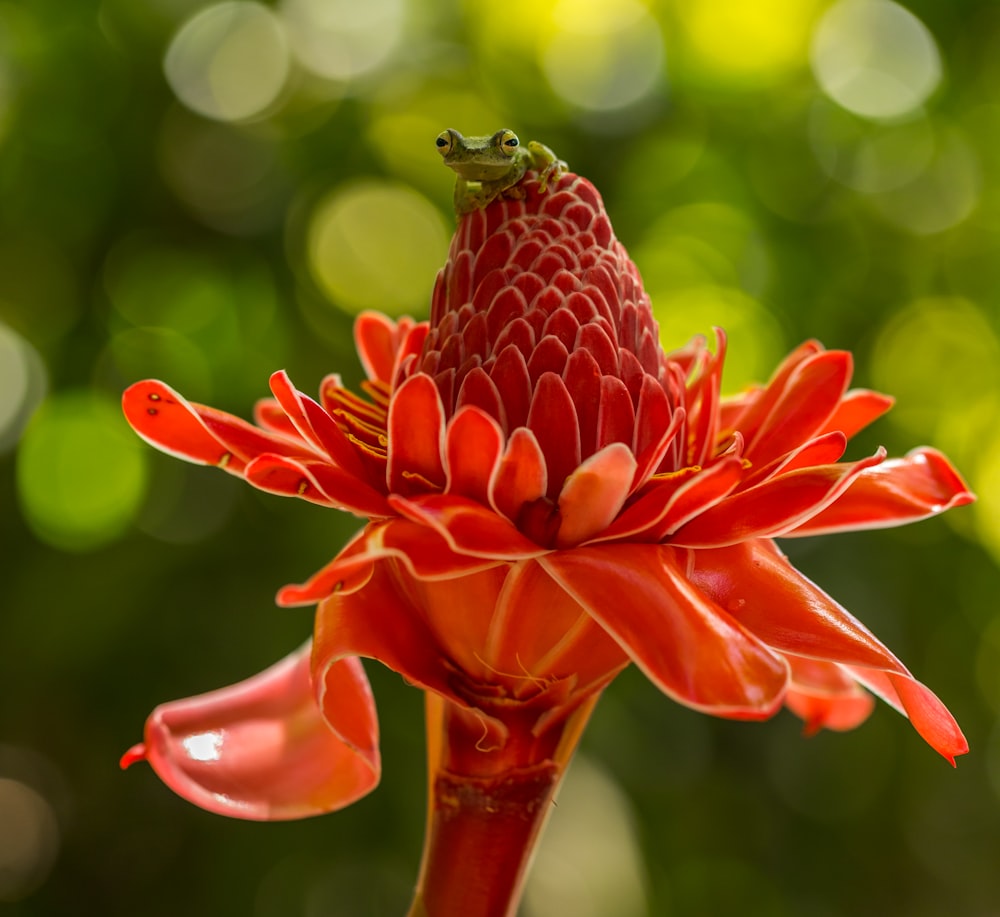 red flower in tilt shift lens