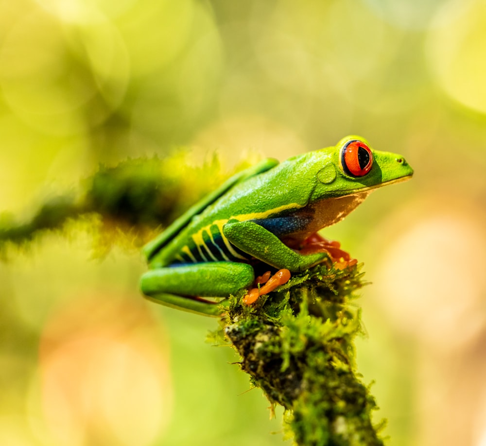 green frog on brown tree branch