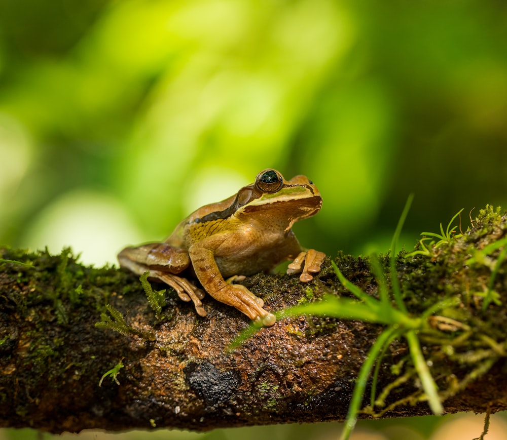 brown frog on brown tree trunk