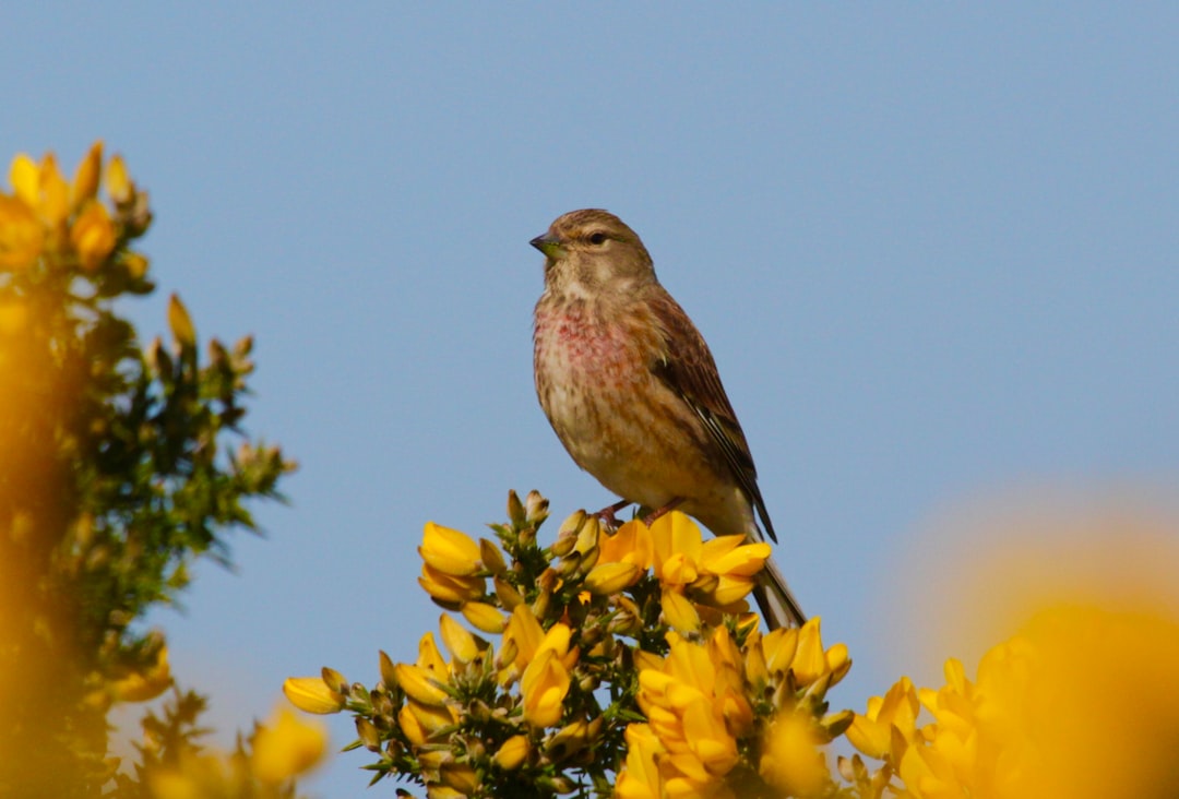 Wildlife photo spot Bull Island County Wicklow