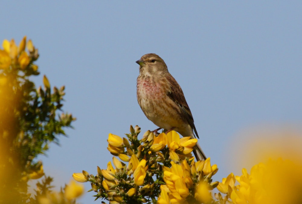 brown bird perched on yellow flower during daytime