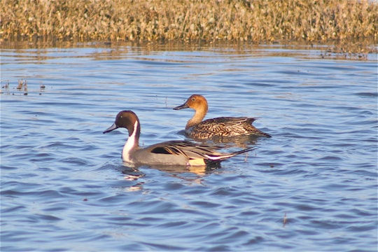 brown duck on water during daytime in Bull Island Ireland