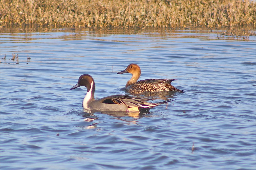 brown duck on water during daytime