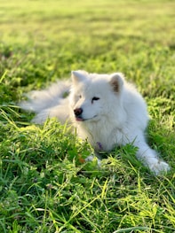 white long haired dog on green grass field during daytime