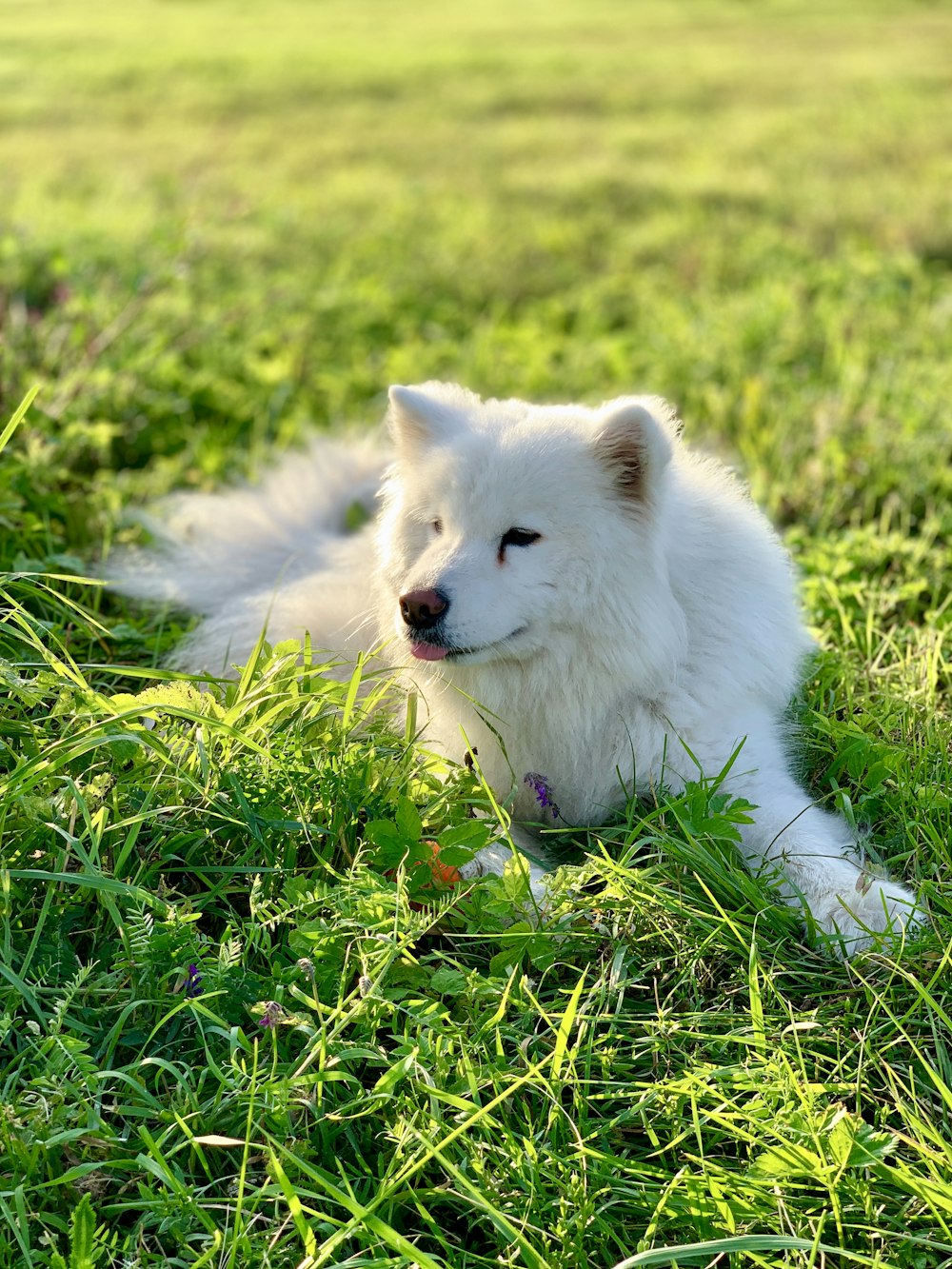 white long haired dog on green grass field during daytime