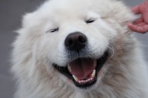 white long coated dog showing tongue