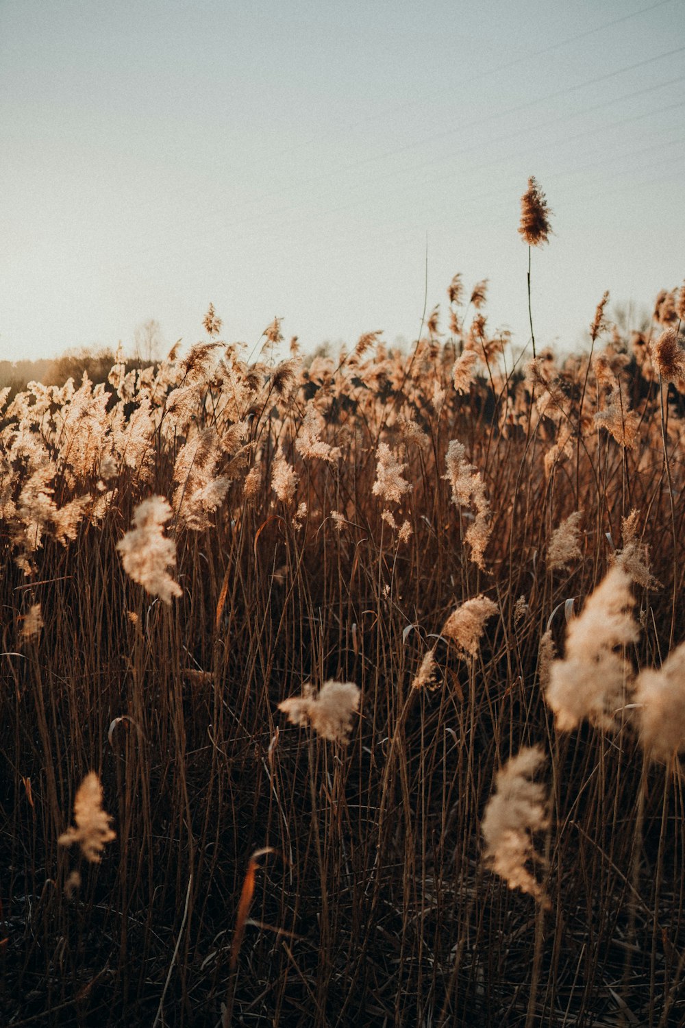 white flower field during daytime