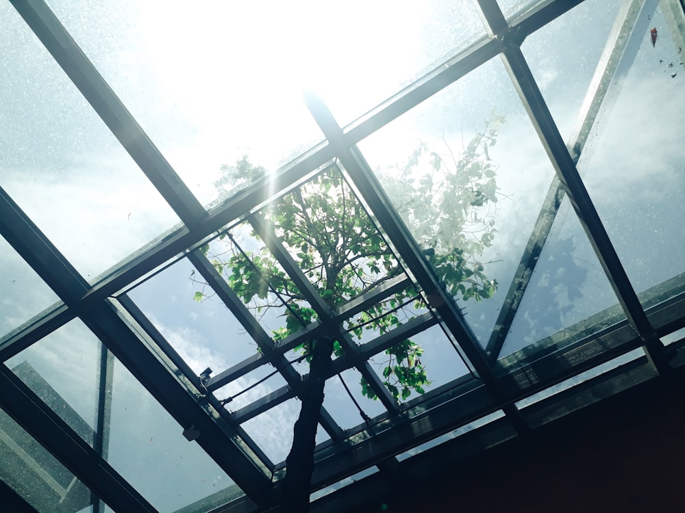 green leaf trees inside room