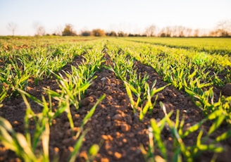 green grass field during daytime