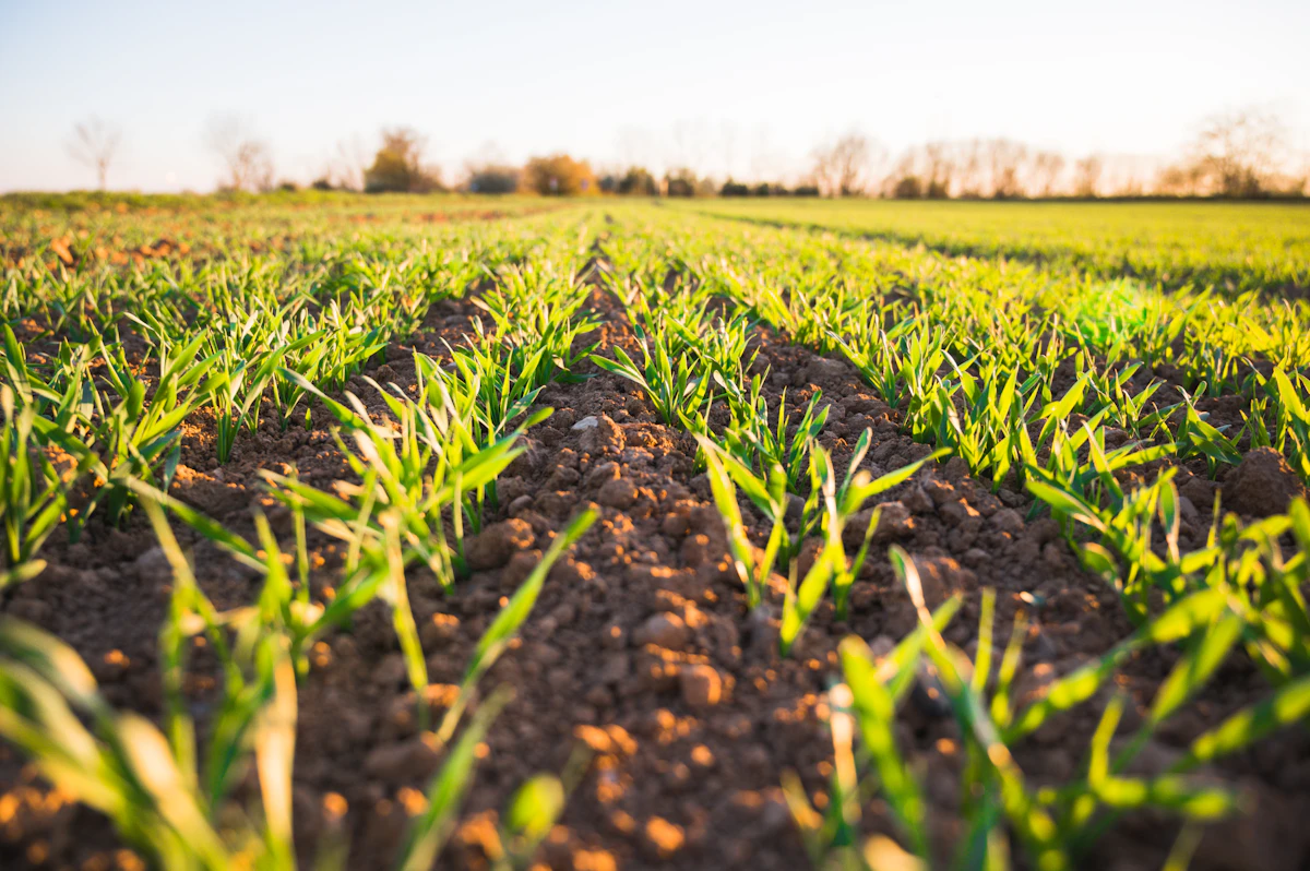 Professional agricultural crop spraying operation