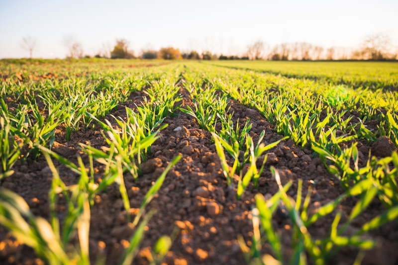Smart Irrigation Systems: The Future of Water Management in Agriculture
