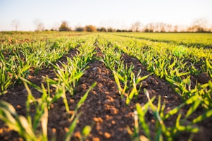 Soil health analysis and nutrient management consulting