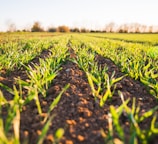 green grass field during daytime