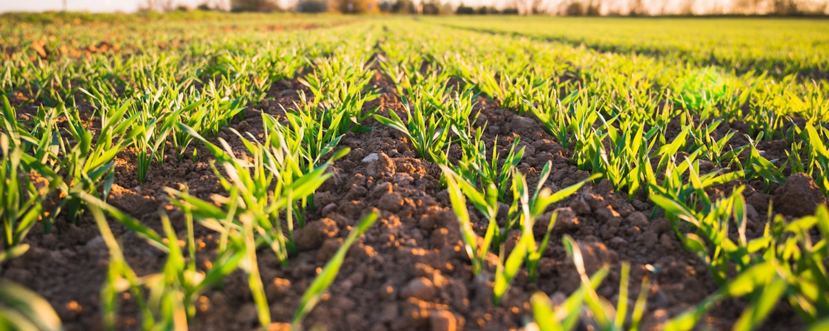 green grass field during daytime