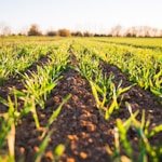 green grass field during daytime