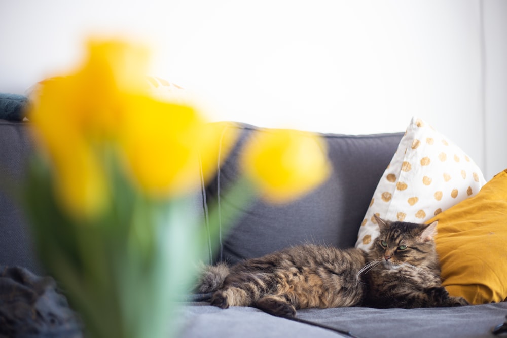 brown tabby cat lying on white and brown floral textile