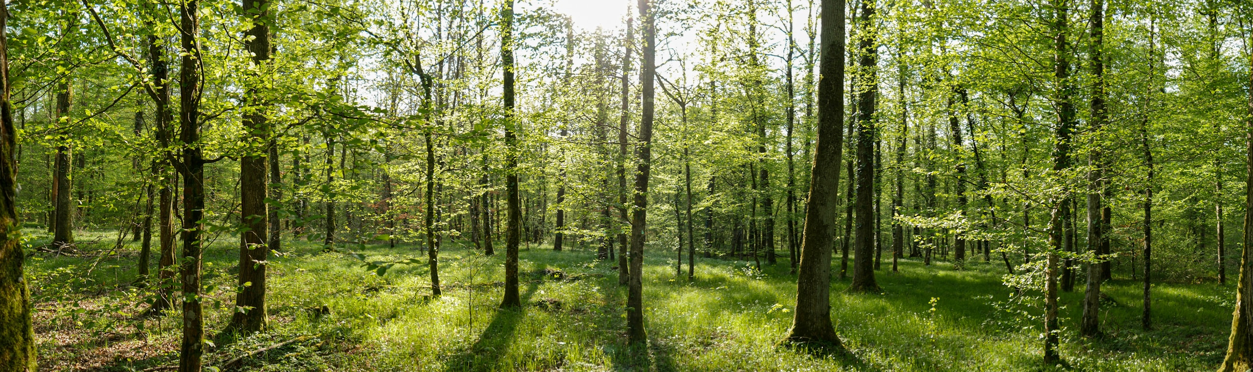 green trees and green grass during daytime