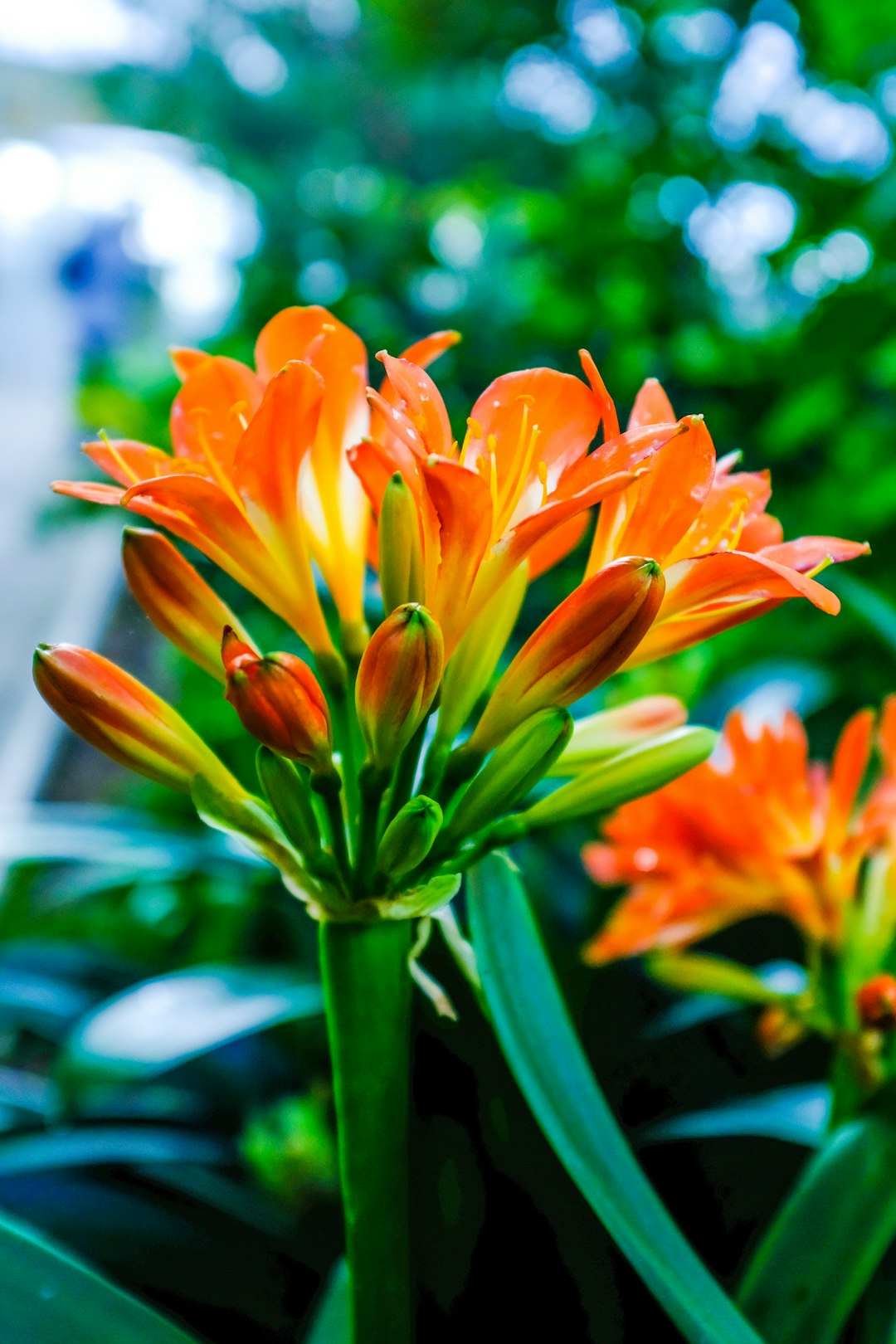 orange and yellow flower in tilt shift lens