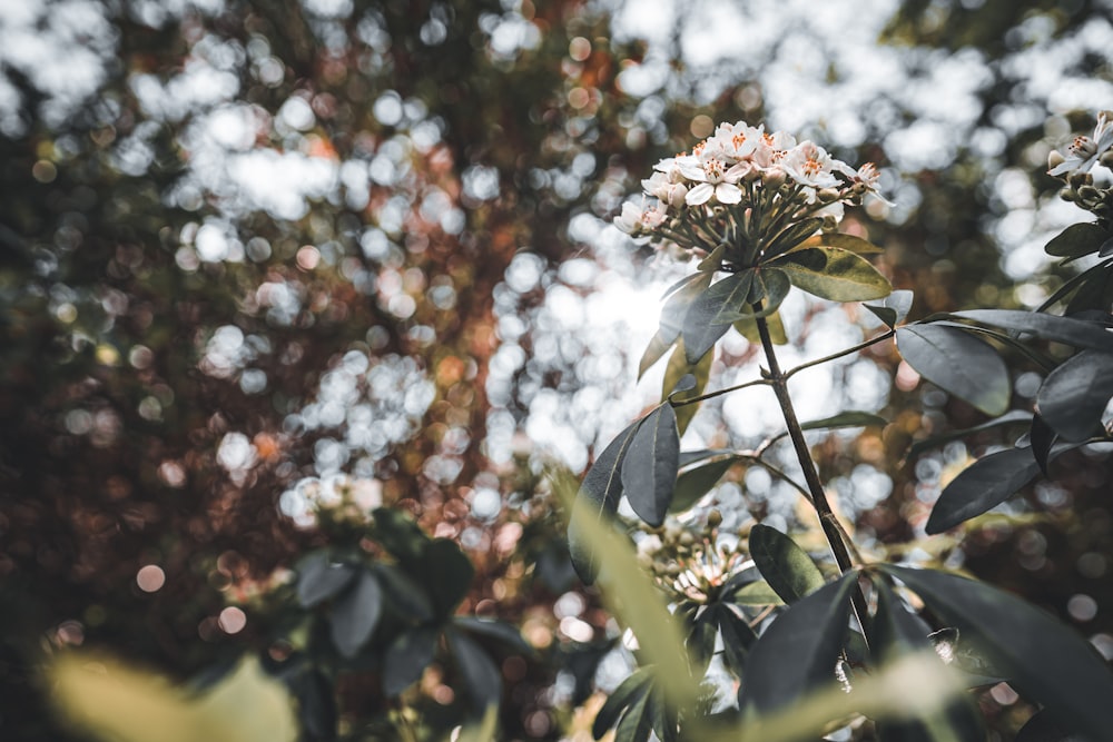 white flowers with green leaves