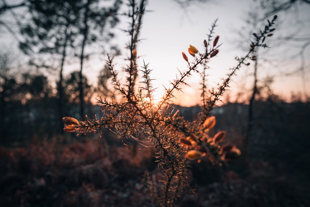 brown dried leaves on brown tree branch