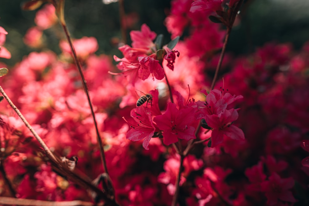 pink flowers in tilt shift lens