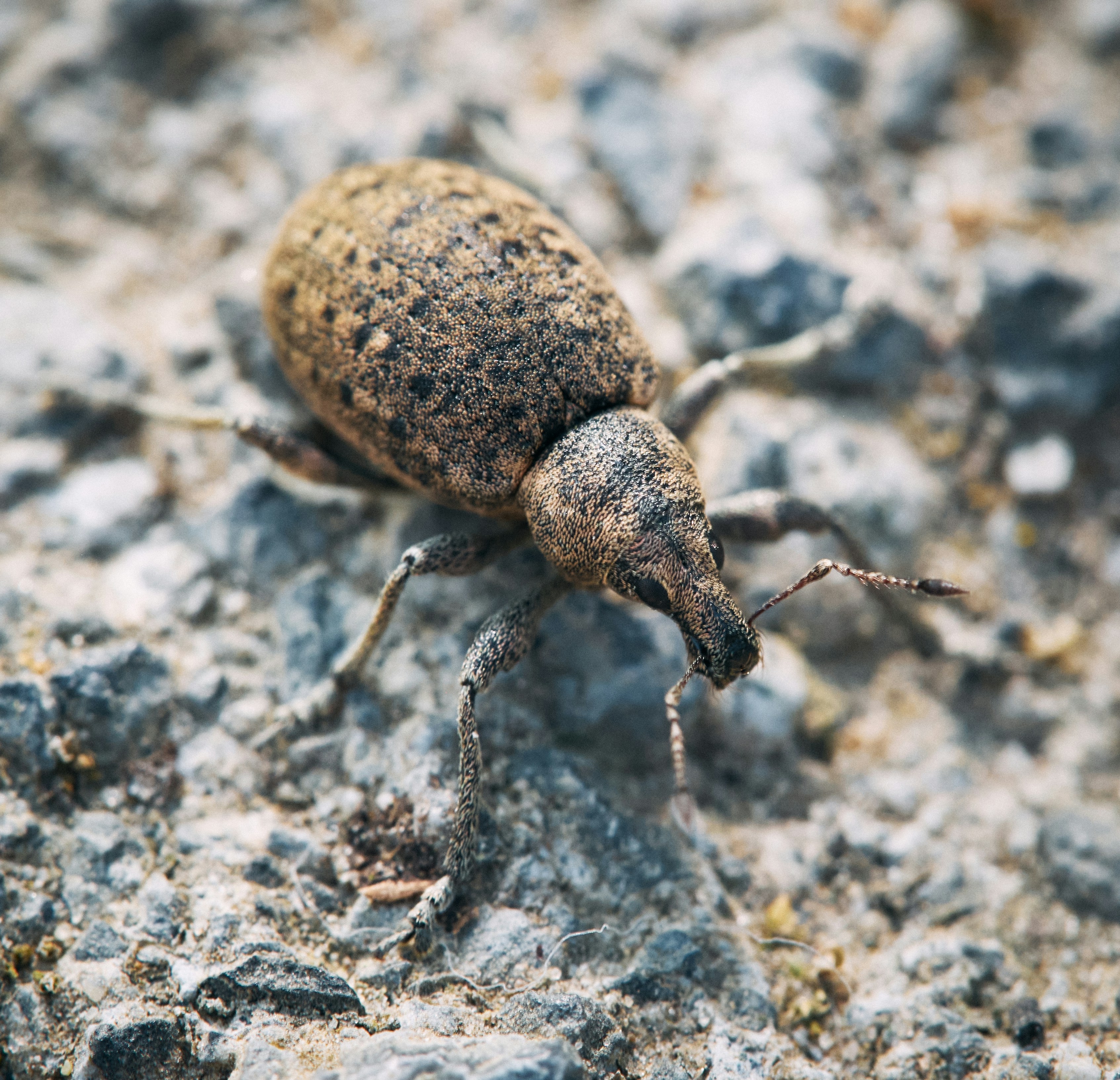 silver and black heart pendant