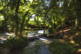 green trees beside river during daytime