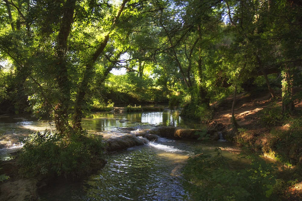 Árboles verdes junto al río durante el día