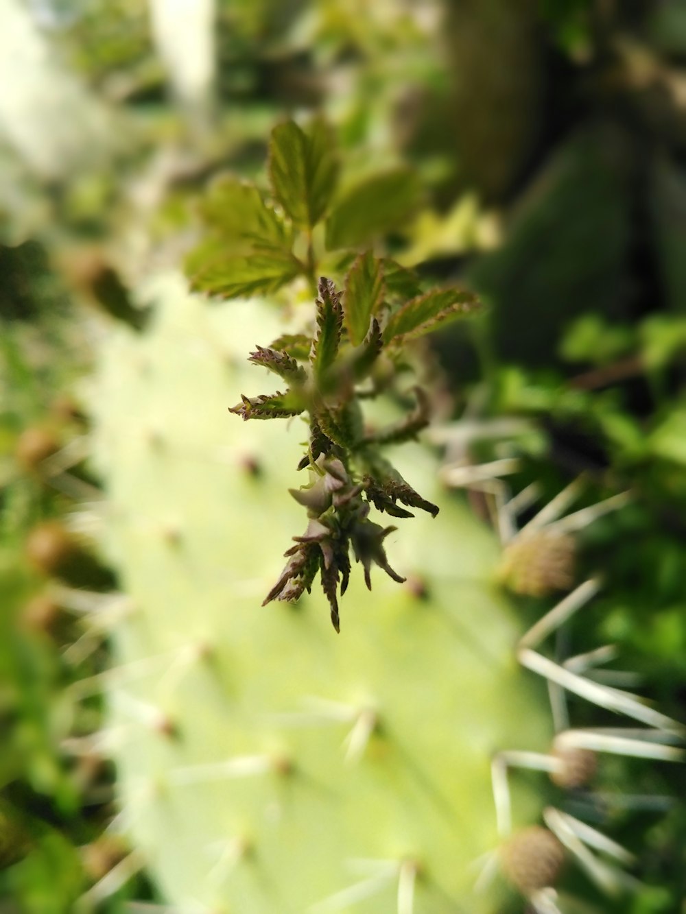 green plant in close up photography