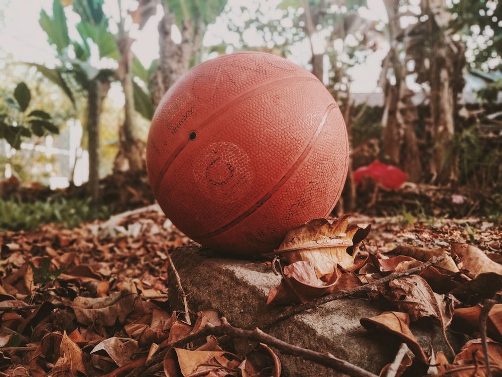 brown basketball on brown dried leaves