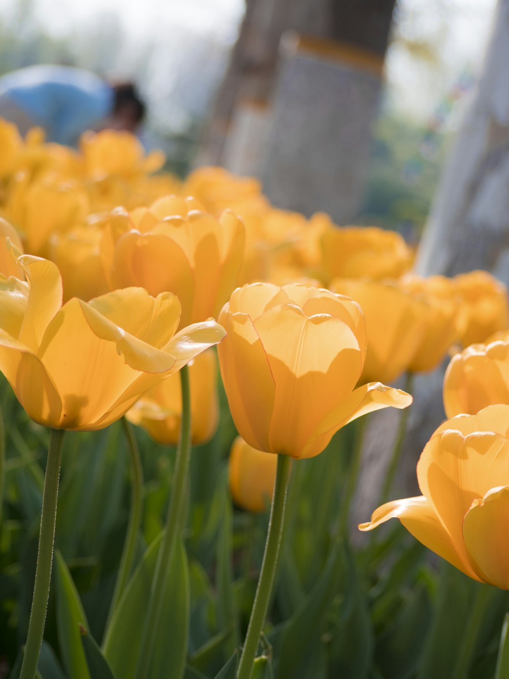 yellow tulips in bloom during daytime